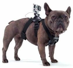 Miniatura Arnes Fetch Dog Harness